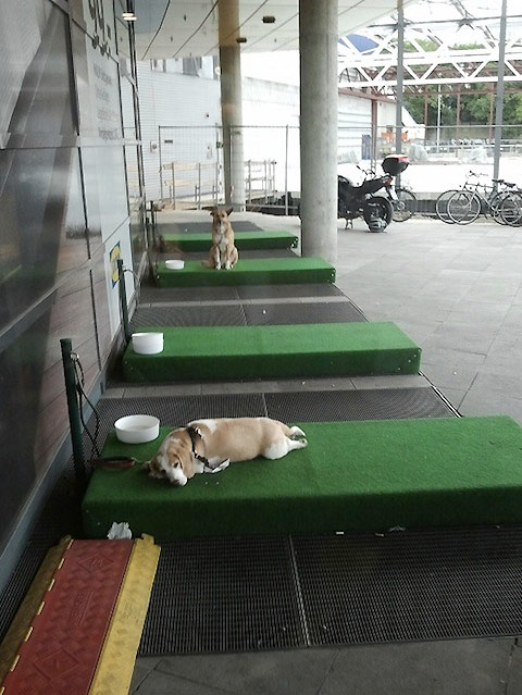日本ikeaペット同伴禁止へ 駐 犬 場は独ikeaだけではなかった いぬドコー愛犬との想い出作りにドコ行こう