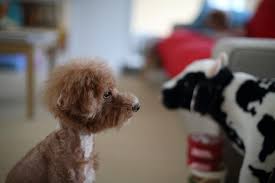 ホームセンターはペット同伴ok コーナンで愛犬と一緒にお買い物 いぬドコー愛犬との想い出作りにドコ行こう