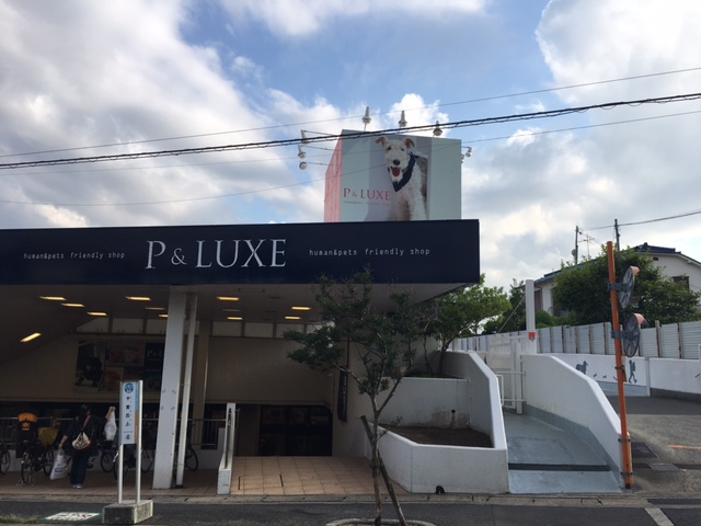 関西最大級ペットショップ P Luxe 屋内ドッグランに潜入 いぬドコー愛犬との想い出作りにドコ行こう