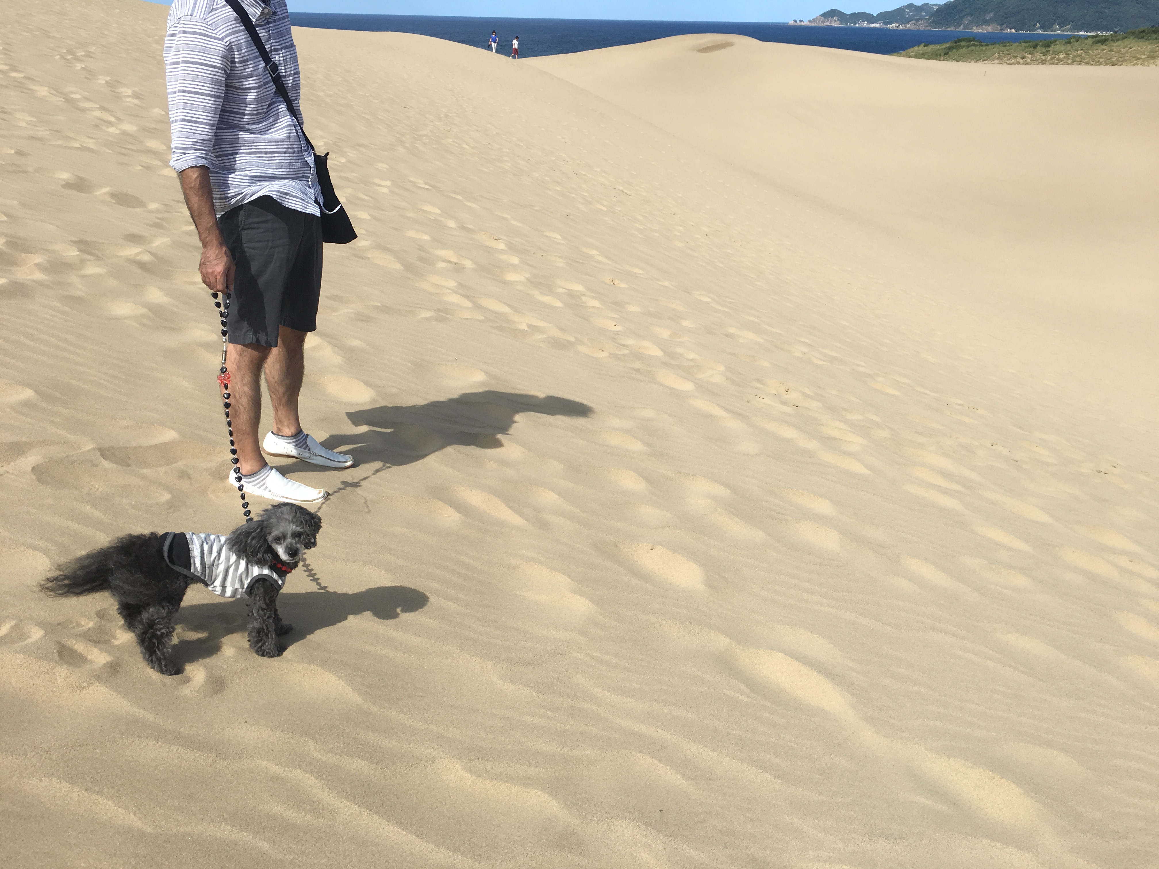 鳥取砂丘をペットと楽しもう 周辺のオススメ観光スポットも いぬドコー愛犬との想い出作りにドコ行こう
