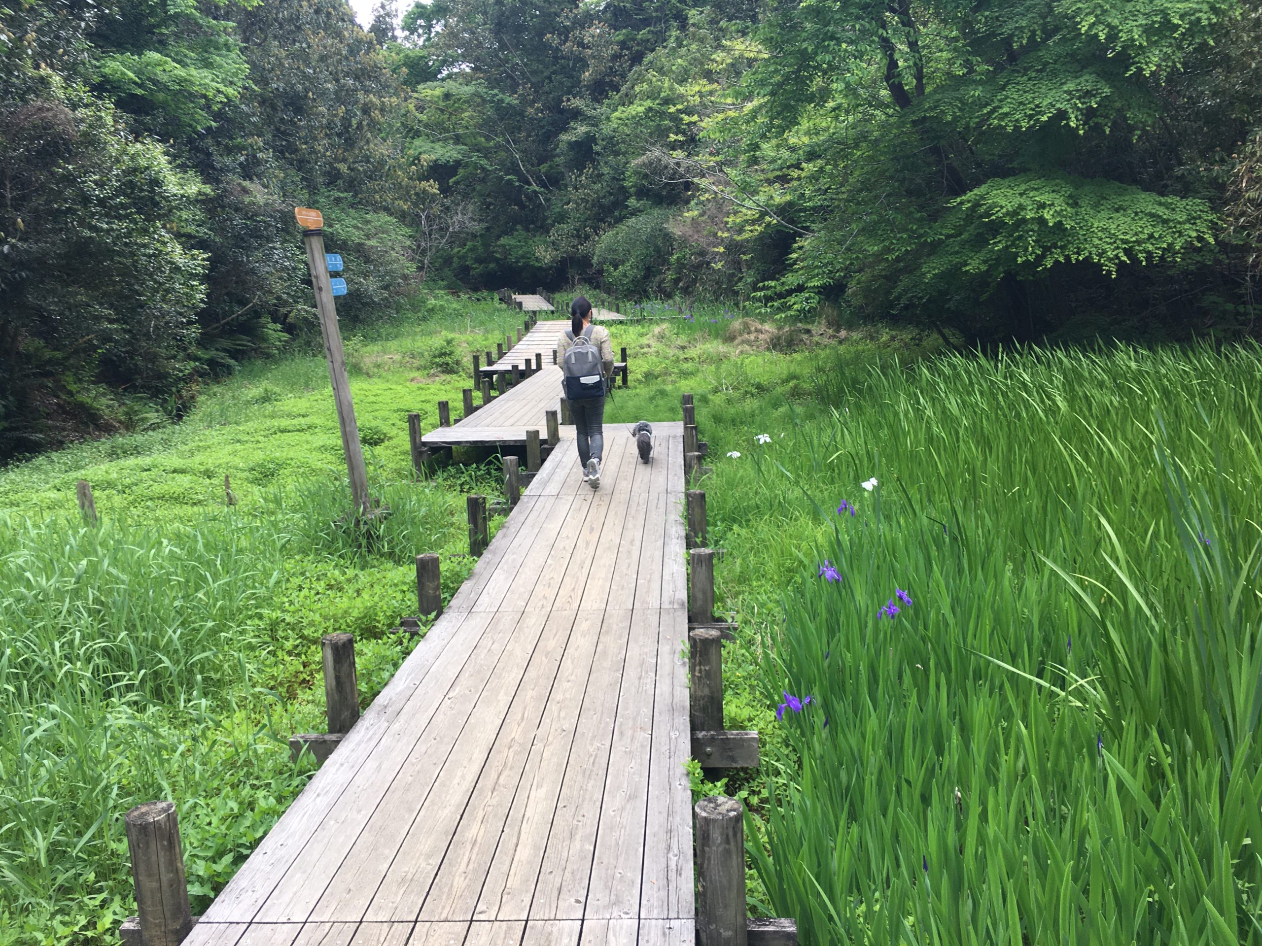 大阪府民の森 を愛犬と楽しもう むろいけ園地 緑の文化園 いぬドコー愛犬との想い出作りにドコ行こう