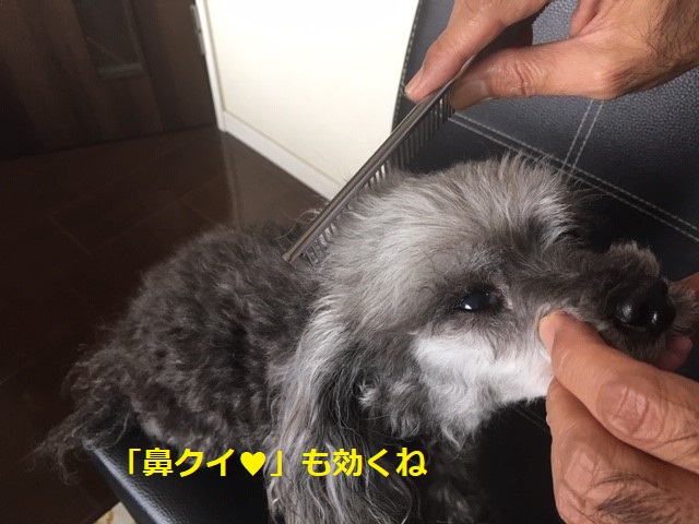 初心者のセルフトリミング お顔編 トイプードルを自宅でカットしてみたよ いぬドコー愛犬との想い出作りにドコ行こう